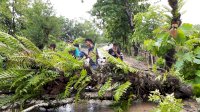 Dihantam Hujan Lebat, Sejumlah Pohon di Barru Tumbang