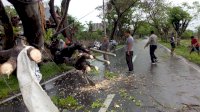 Pohon Tumbang, Jalan Poros Dusun Ganrang Batu Jeneponto Macet Total