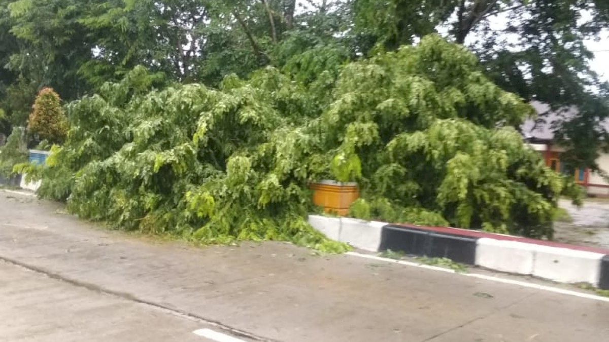 Pohon Tumbang di Barru Tutupi Jalan Lintas Poros Makassar-Parepare