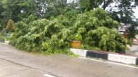 Pohon Tumbang di Barru Tutupi Jalan Lintas Poros Makassar-Parepare