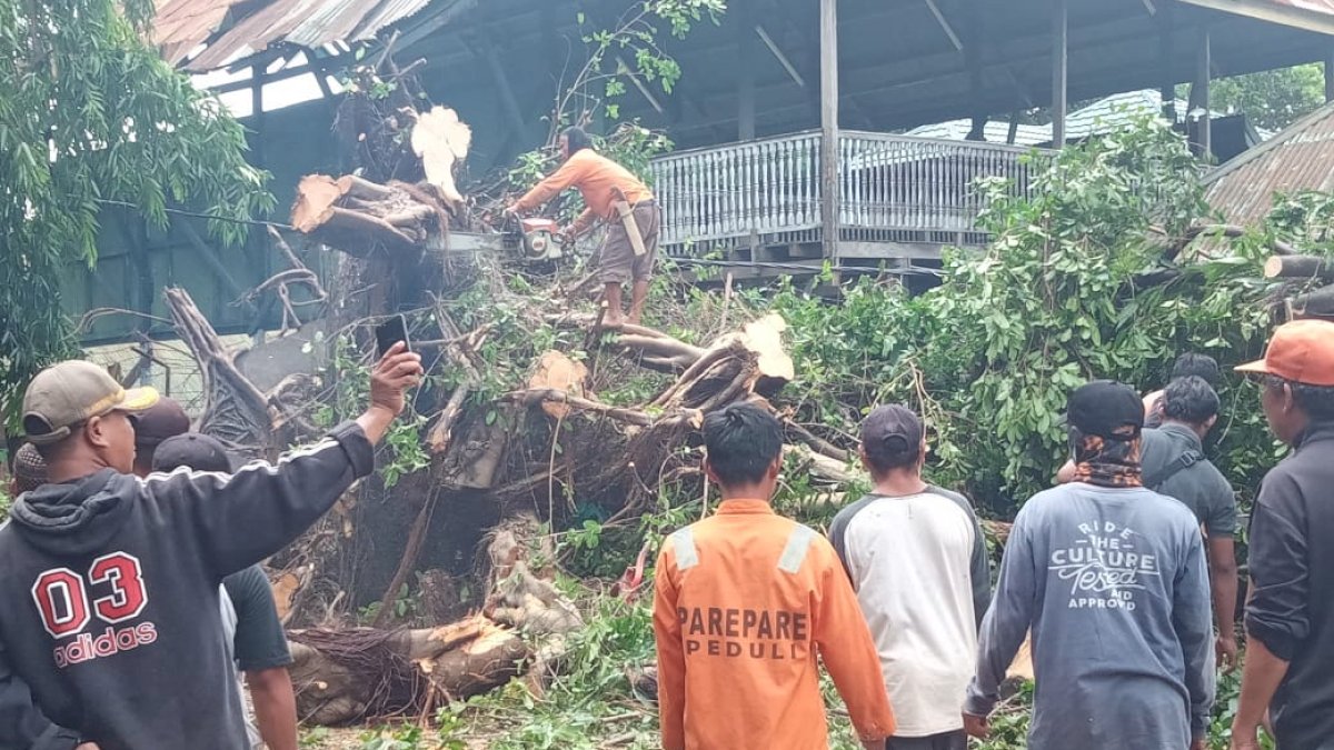 Pasca Angin Kencang, Puluhan Satgas DLH Parepare Bersihkan Pohon Tumbang
