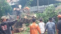 Pasca Angin Kencang, Puluhan Satgas DLH Parepare Bersihkan Pohon Tumbang