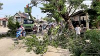 DPKP Barru Pangkas Pohon Tumbang di Jalur Poros Makassar-Parepare