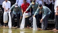 Nurdin Abdullah Tabur 5000 Benih Ikan Mas di Danau Tempe