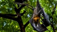 Perhatian! Riset Ahli Patologi IPB Nyatakan Kalong Soppeng Mengandung Corona
