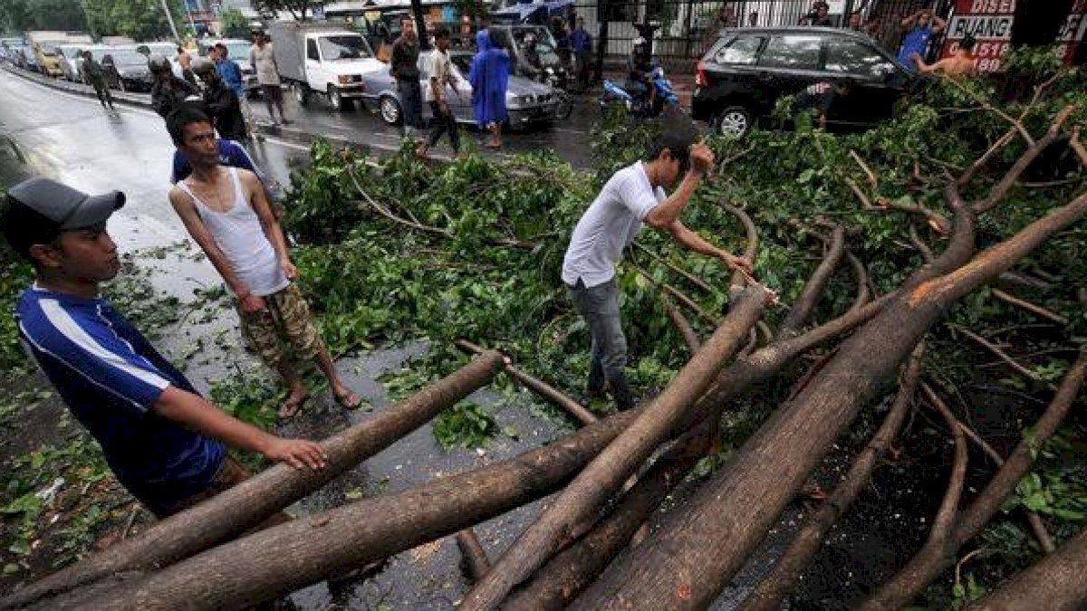 Hujan Disertai Angin Kencang, Sudah 30 Pohon di Makassar Tumbang