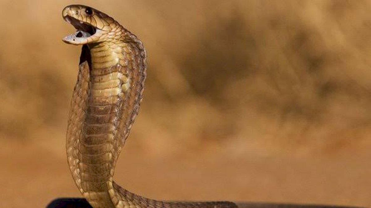 Mantra Tak Ampuh, Pawang Ular di Kalbar Tewas Dipatuk King Kobra