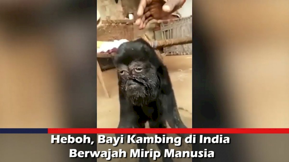 VIDEO: Heboh, Bayi Kambing di India Berwajah Mirip Manusia
