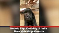 VIDEO: Heboh, Bayi Kambing di India Berwajah Mirip Manusia