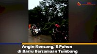 VIDEO: Angin Kencang, 3 Pohon di Barru Bersamaan Tumbang