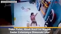 VIDEO: Tidur Pulas, Anak Kecil Ini Nggak Sadar Celananya Dimasuki Ular