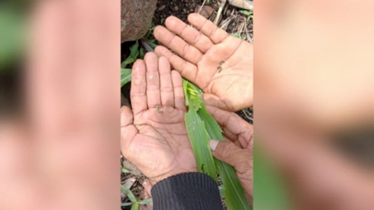 Ulat Grayak Serang 1.125 Hektare Tanaman Jagung di Jeneponto