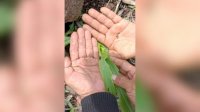 Ulat Grayak Serang 1.125 Hektare Tanaman Jagung di Jeneponto
