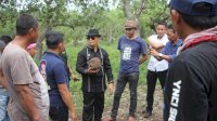 Bupati Enrekang dan Wakil Ketua DPRD Sulsel Nikmati Akhir Pekan dengan Berkebun Porang