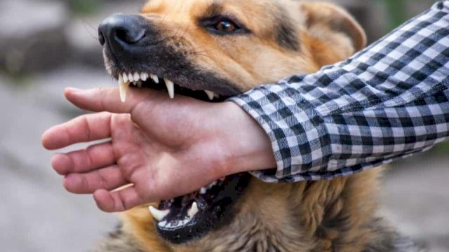 Ilustrasi Gigitan Hewan Penular Rabies (GHPR). (Foto/Int)