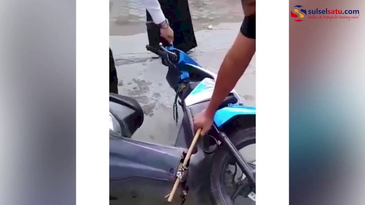 VIDEO: Heboh, Warga Temukan Seekor Ular di Bagian Bawah Mesin Motor
