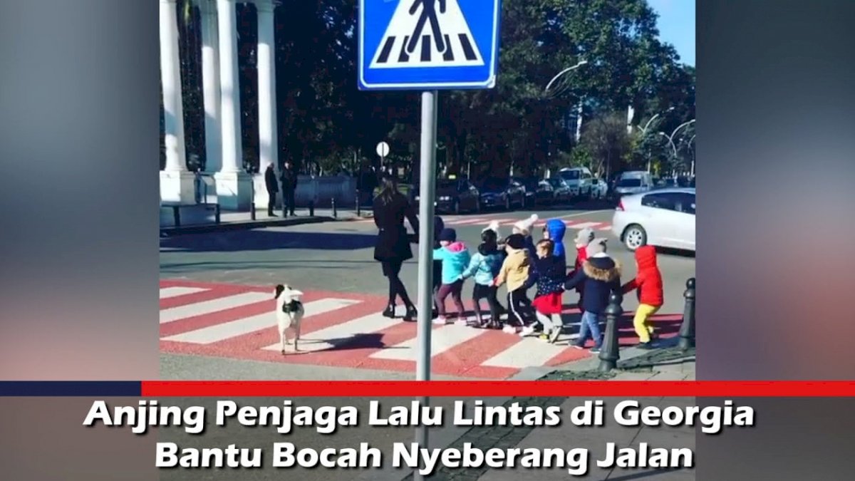 VIDEO: Anjing Penjaga Lalu Lintas di Georgia Bantu Bocah Nyeberang Jalan