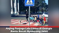 VIDEO: Anjing Penjaga Lalu Lintas di Georgia Bantu Bocah Nyeberang Jalan