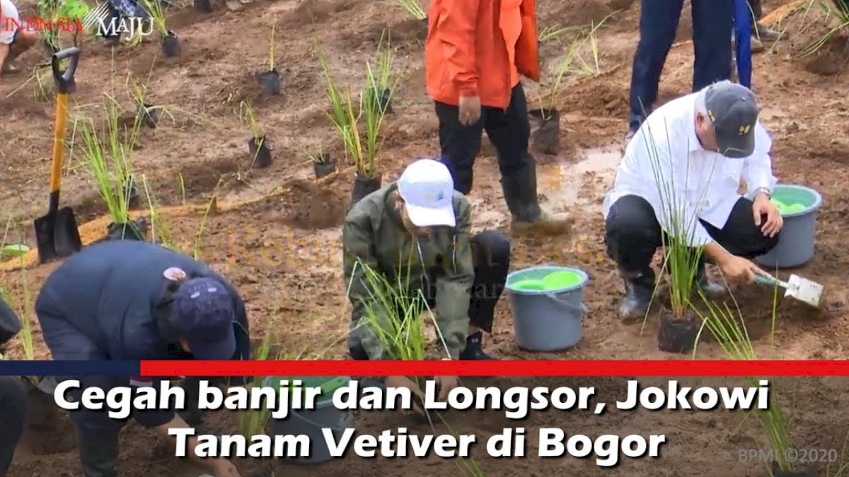 VIDEO: Cegah banjir dan Longsor, Jokowi Tanam Vetiver di Bogor