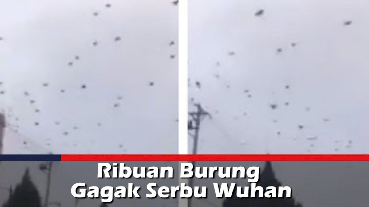 VIDEO: Ribuan Burung Gagak Serbu Wuhan