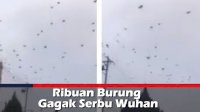VIDEO: Ribuan Burung Gagak Serbu Wuhan