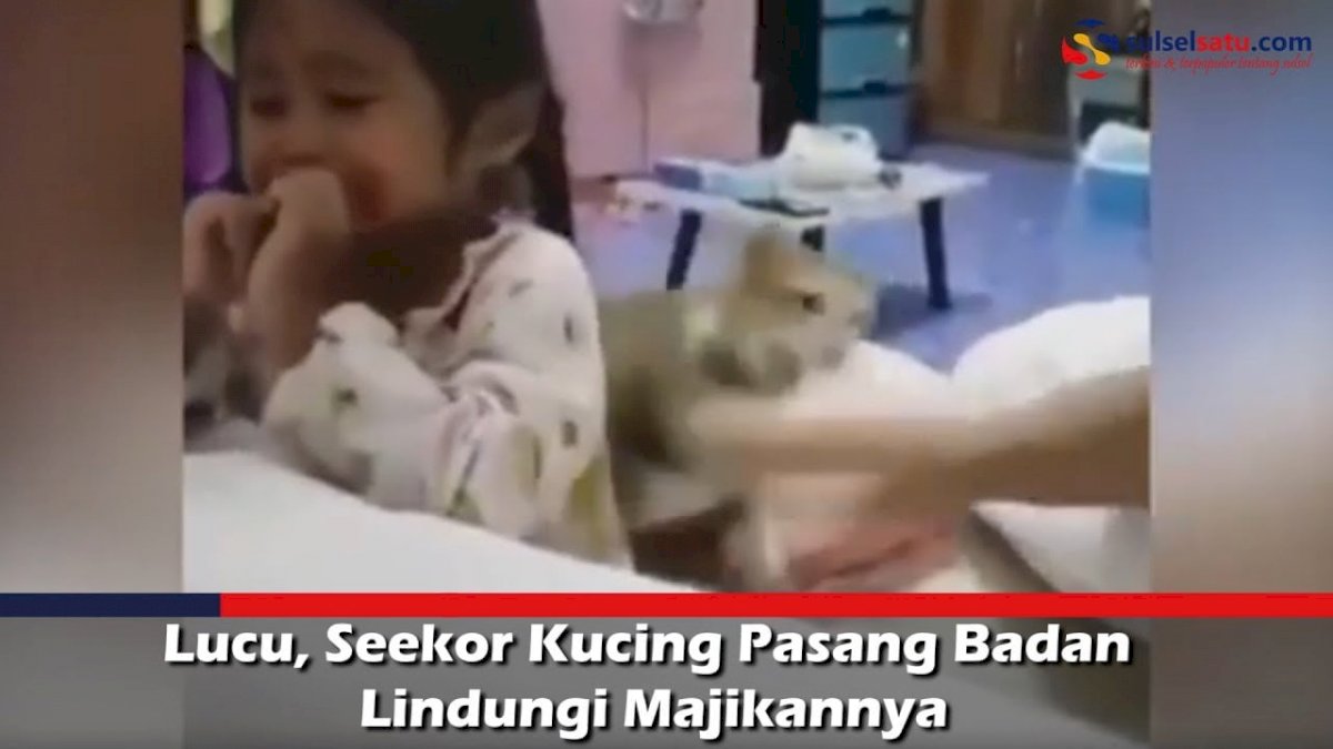 VIDEO: Lucu, Seekor Kucing Pasang Badan Lindungi Majikannya