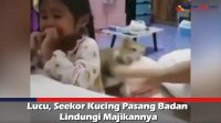 VIDEO: Lucu, Seekor Kucing Pasang Badan Lindungi Majikannya