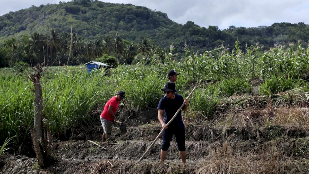 Pupuk di Bone Langka, Petani Menjerit