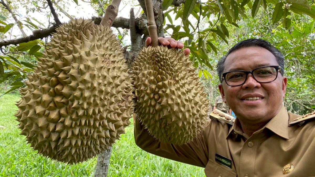 Nurdin Abdullah Panen Durian di Kacidu Bantaeng