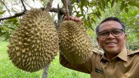 Nurdin Abdullah Panen Durian di Kacidu Bantaeng