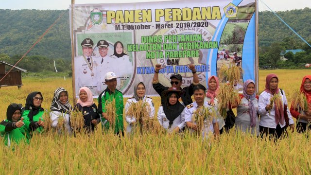Pesta panen perdana di Bocco-Boccoe, Kecamatan Bacukiki, Parepare. (ist)