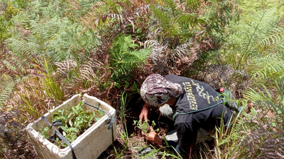 PALM Indonesia Tanam Pohon Sesi Pertama di Gunung Latimojong