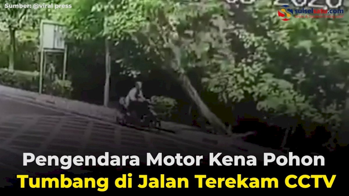 VIDEO: Pengendara Motor Kena Pohon Tumbang di Jalan Terekam CCTV