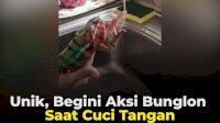 VIDEO: Unik, Begini Aksi Bunglon Saat Cuci Tangan