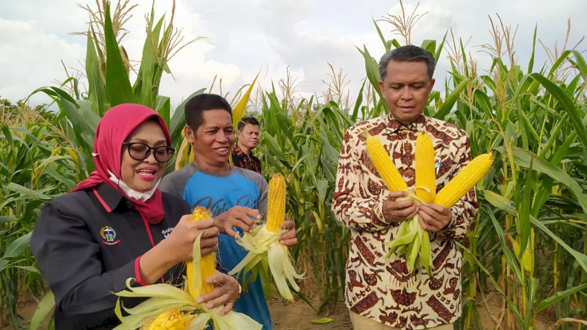 Gubernur Panen Jagung Varietas NA1 dan NA2 di Soppeng