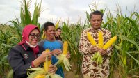 Gubernur Panen Jagung Varietas NA1 dan NA2 di Soppeng