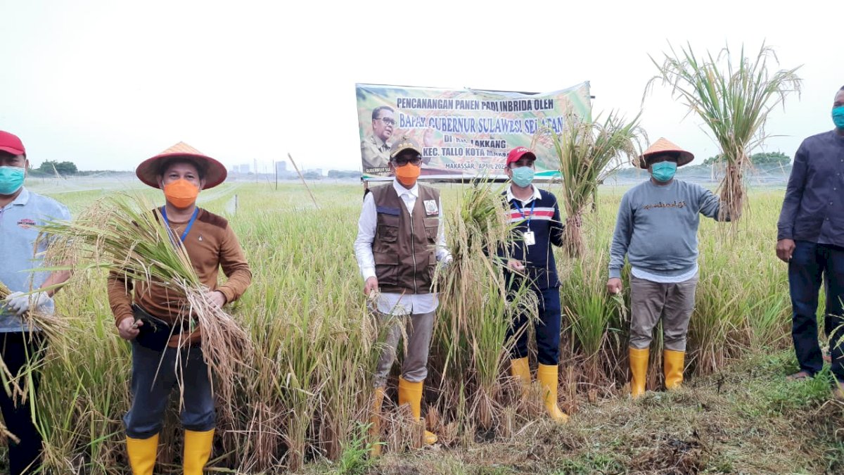Nurdin Abdullah dan RL Hadiri Panen Raya di Kelurahan Lakkang