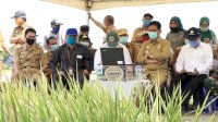 Panen Raya Bersama Menteri Pertanian, Produksi Padi Barru Capai 124 Ribu Ton