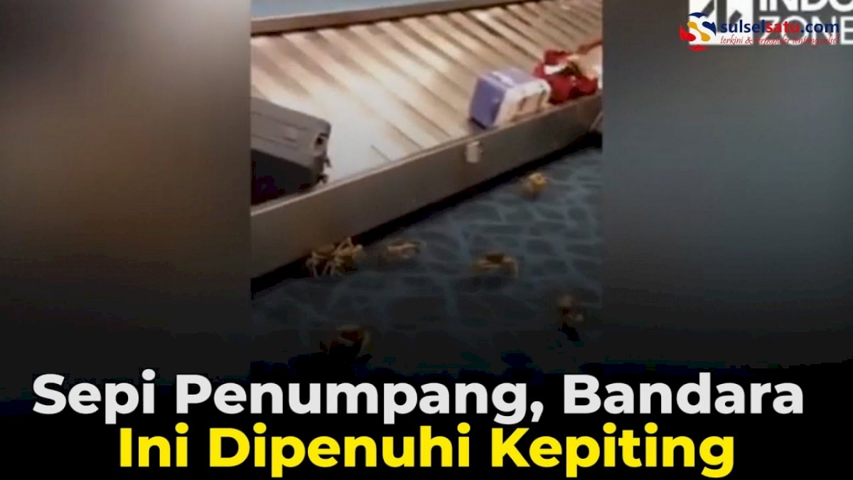 VIDEO: Sepi Penumpang, Bandara Ini Dipenuhi Kepiting