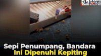 VIDEO: Sepi Penumpang, Bandara Ini Dipenuhi Kepiting