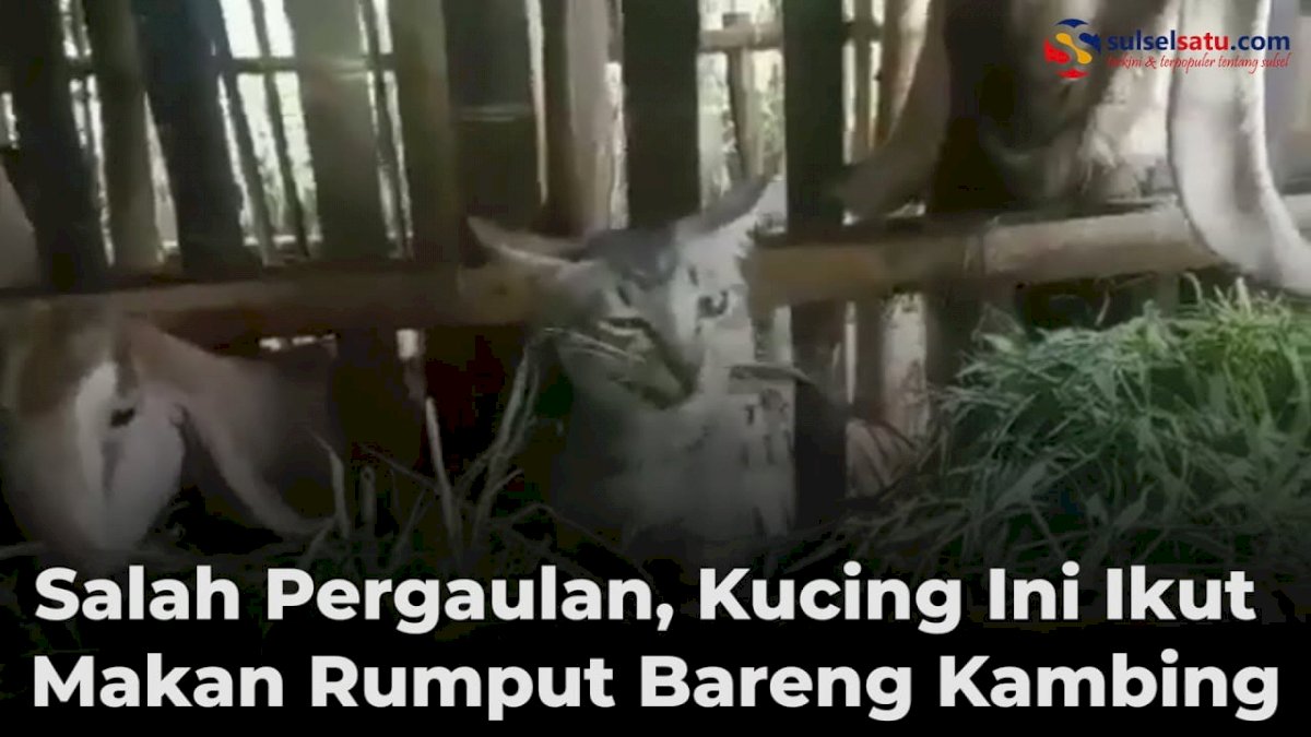 VIDEO: Salah Pergaulan, Kucing Ini Ikut Makan Rumput Bareng Kambing