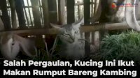 VIDEO: Salah Pergaulan, Kucing Ini Ikut Makan Rumput Bareng Kambing