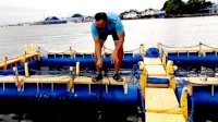 Lantamal VI Operasikan Keramba Jaring Apung untuk Budidaya Ikan Laut