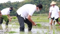 Jadi Penyangga Pangan Nasional, Bupati Barru dan Wabup Kembali ke Sawah