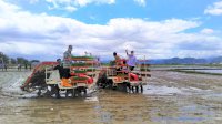 SYL Tanam Padi Bersama Petani di Maros
