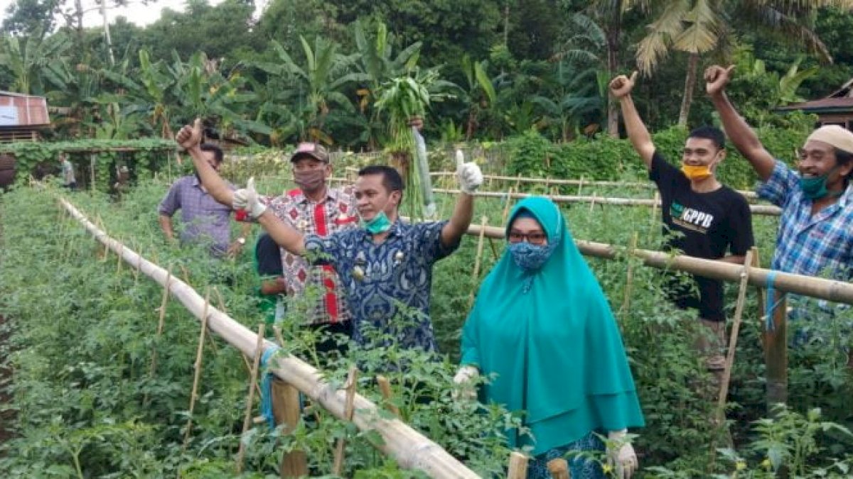 KWT Binaan Dinas Ketahanan Pangan Bone Panen Perdana