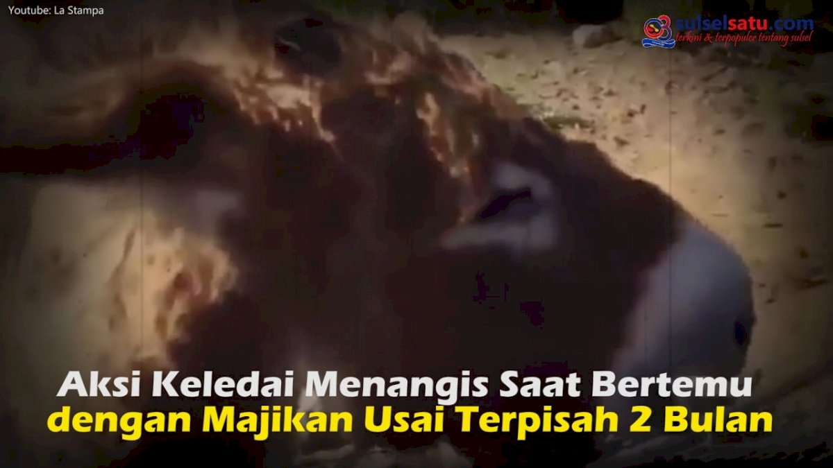 VIDEO: Aksi Keledai Menangis Saat Bertemu dengan Majikan Usai Terpisah 2 Bulan