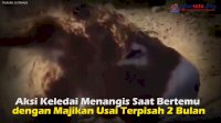 VIDEO: Aksi Keledai Menangis Saat Bertemu dengan Majikan Usai Terpisah 2 Bulan