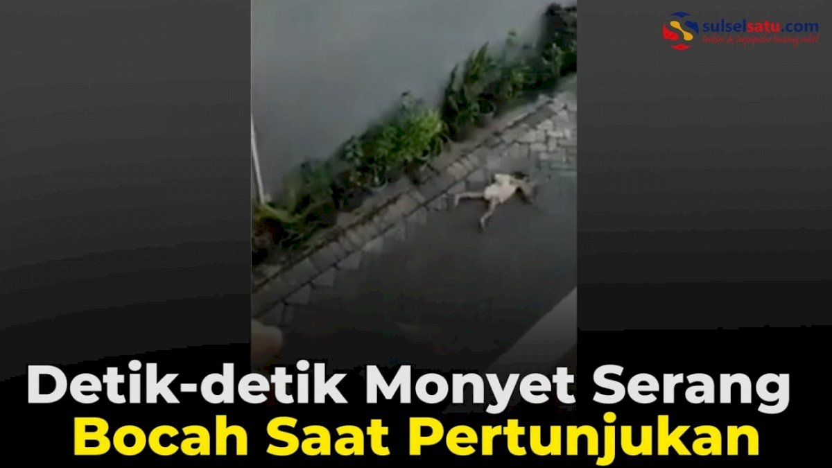 VIDEO: Detik-detik Monyet Serang Bocah Saat Pertunjukan
