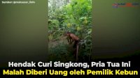 VIDEO: Hendak Curi Singkong, Pria Tua Ini Malah Diberi Uang oleh Pemilik Kebun